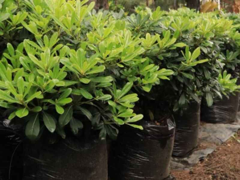  Pittosporum sp Guatemala