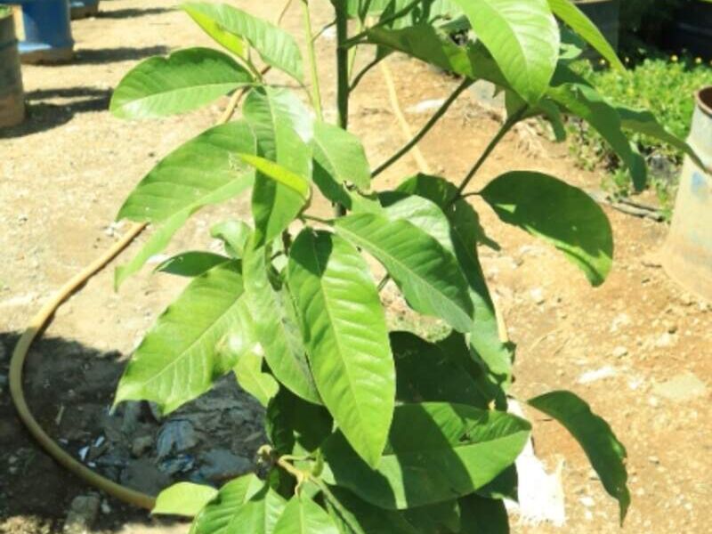 Magnolia Champaca Guatemala