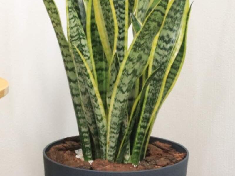 Arreglo Sansevieria Guatemala