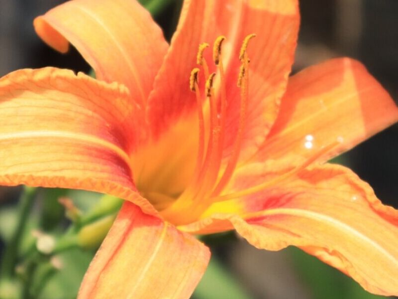 Hemerocallis Fulva Guatemala