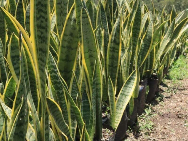 Sansevieria alta Guatemala