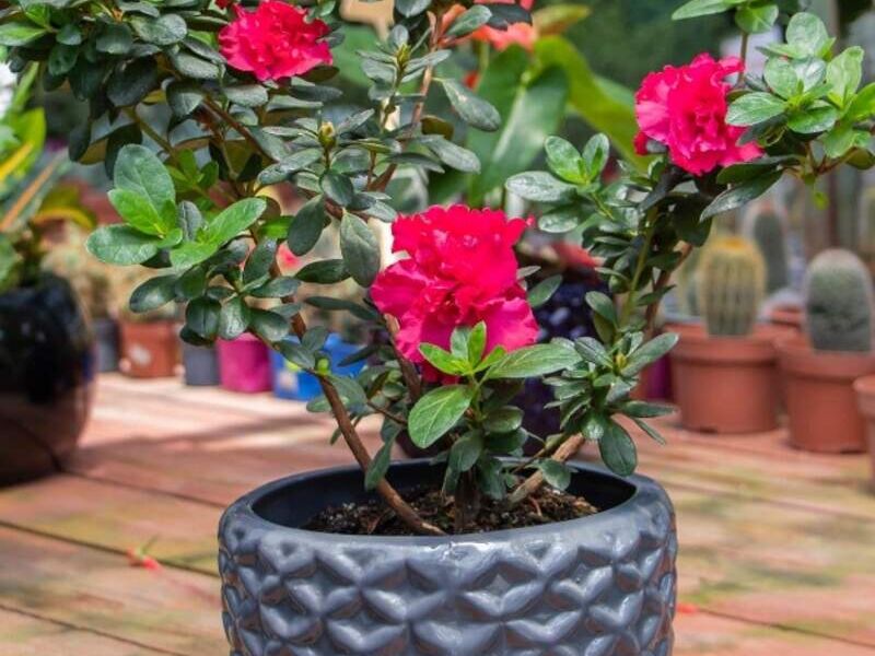 maceta cerámica Guatemala