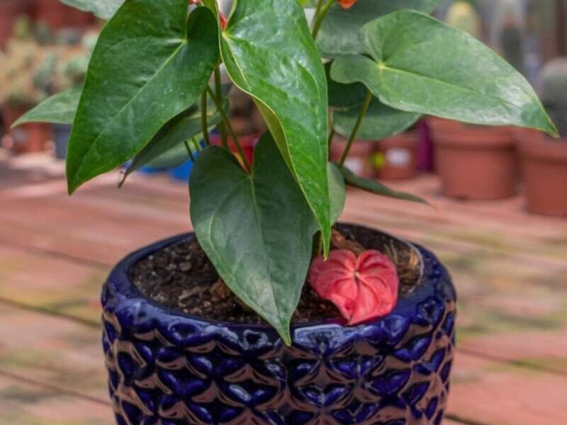 maceta cerámica azul Guatemala