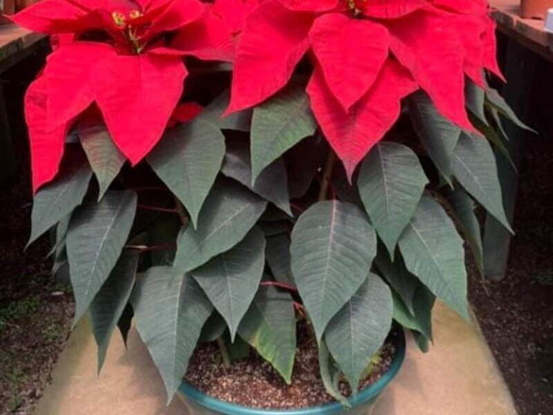 Arbolito Pascua Guatemala