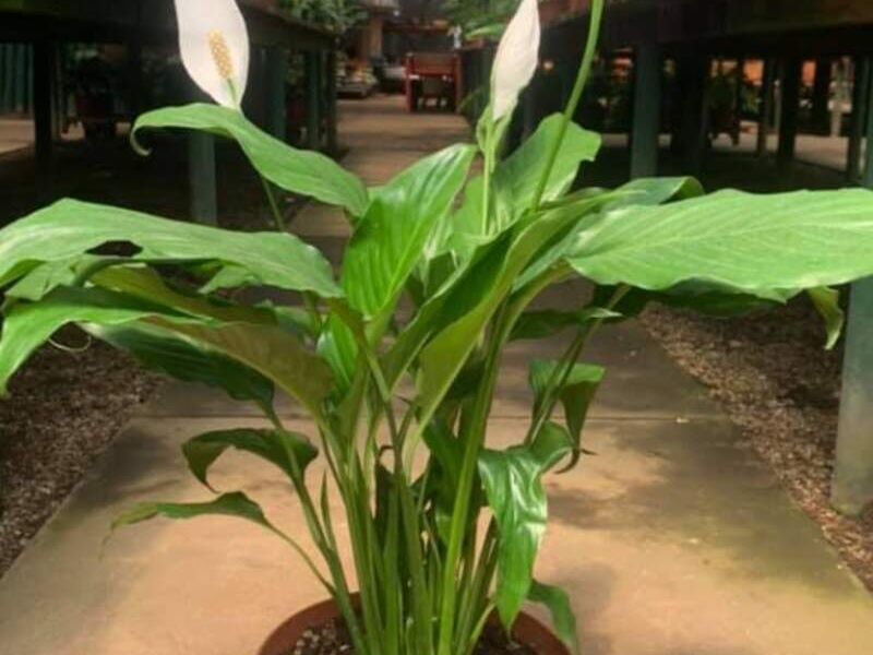 Spathiphyllum Guatemala