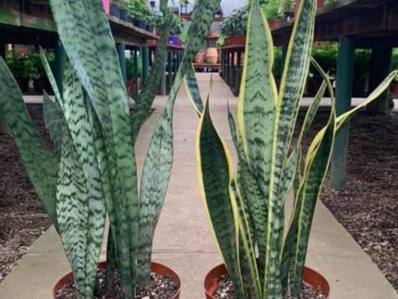 Sansevieria Guatemala