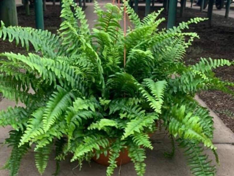 Boston Fern Guatemala