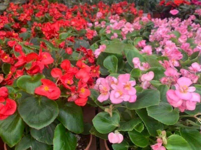Begonia Guatemala