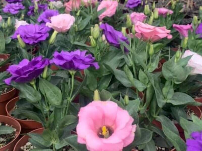 Lisianthus Guatemala