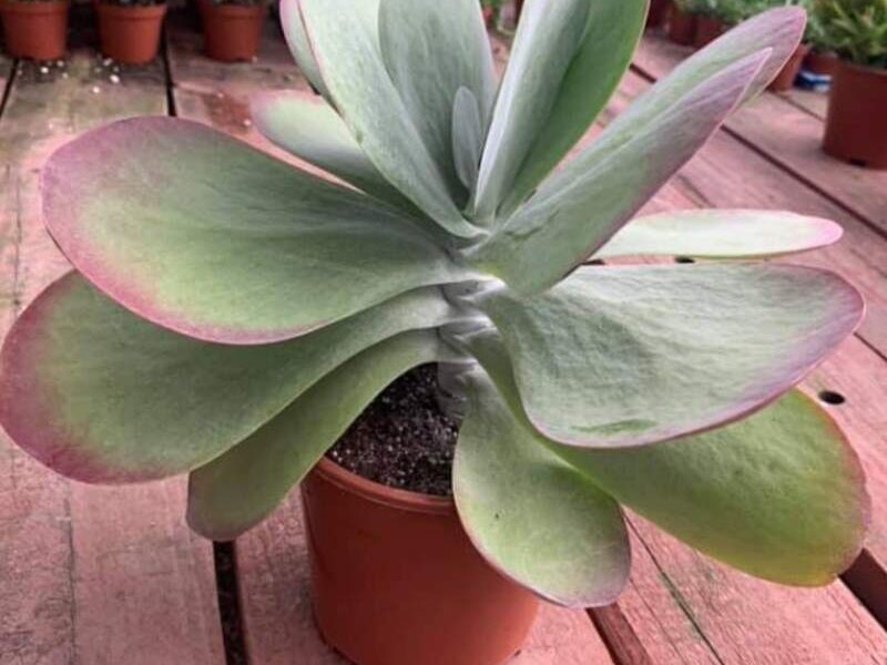 Kalanchoe thyrsiflora Guatemala