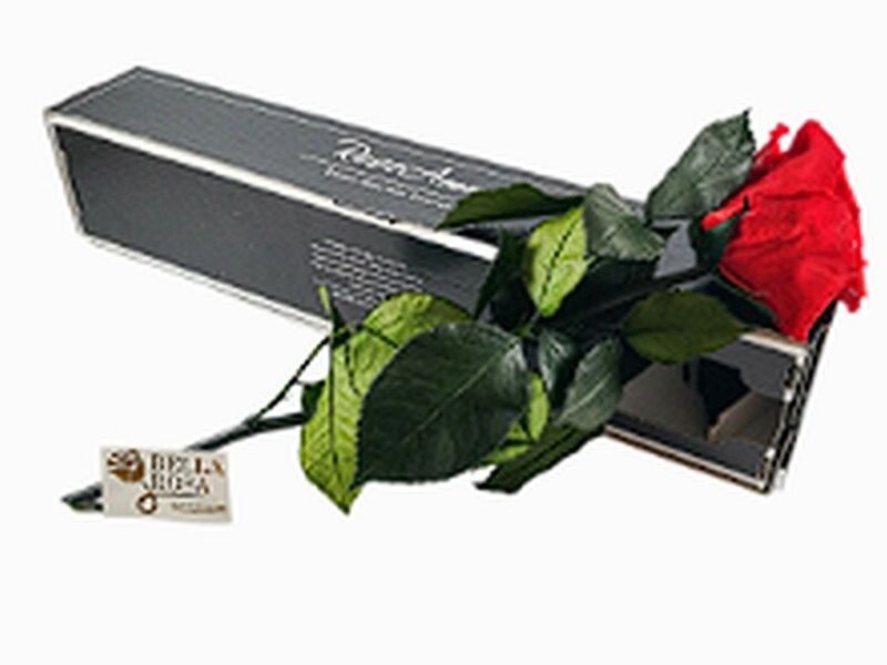 ROSAS TALLO GUATEMALA