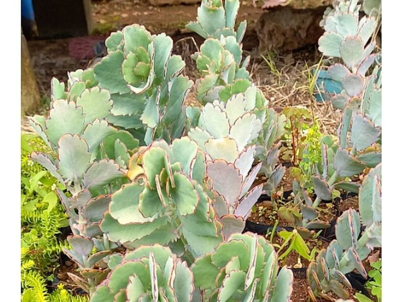 Colochas Maceta Guatemala