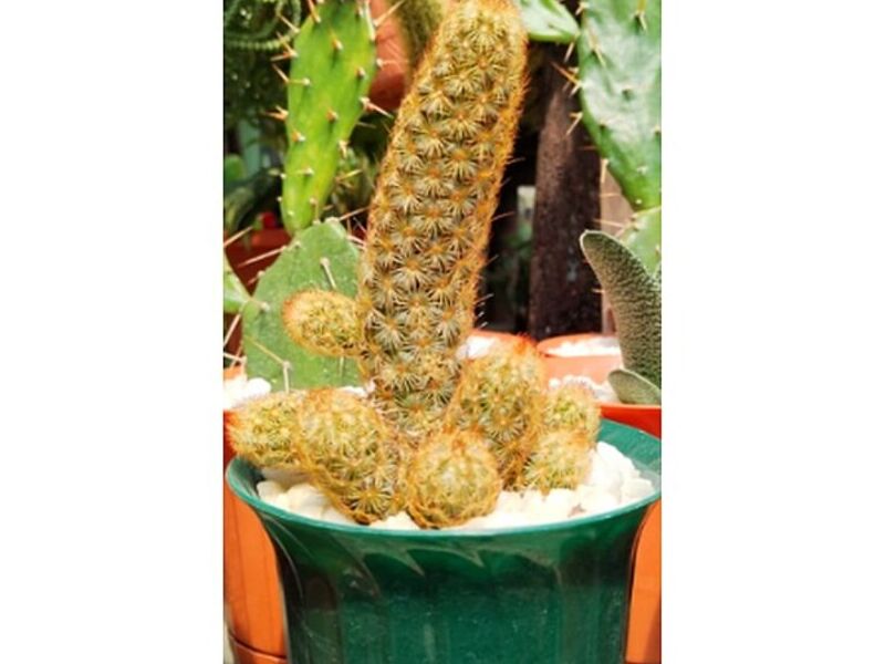 Cactus Guatemala