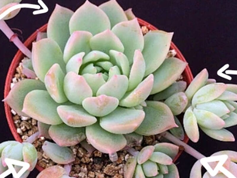 Echeveria Guatemala