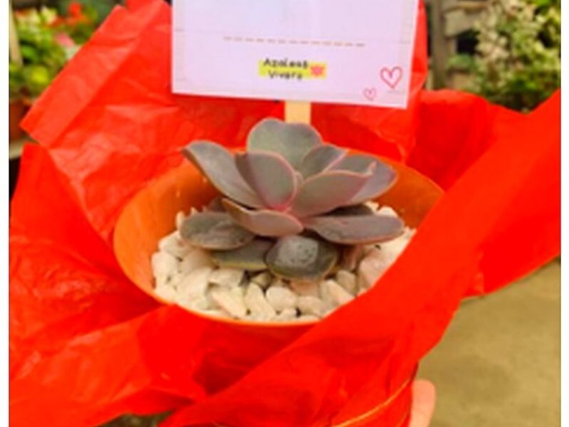 Suculenta Maceta Guatemala
