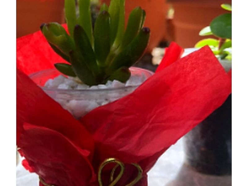 Suculenta Regalo Guatemala