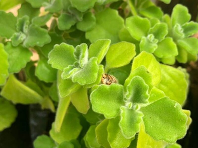 Oregano Guatemala