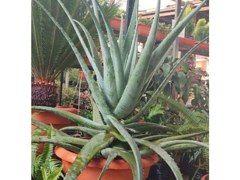 Sábila Guatemala