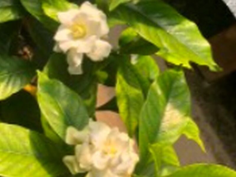 Jazmín Guatemala