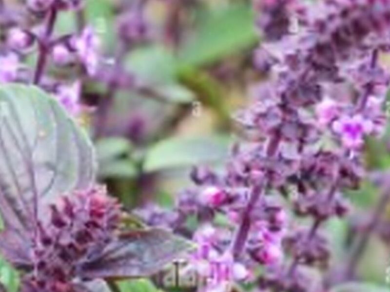 Albahaca Guatemala