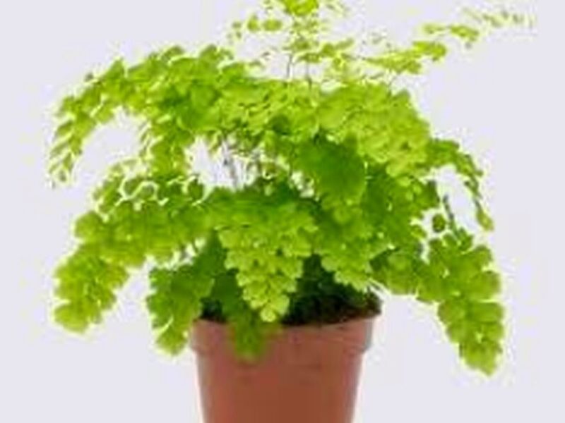 Adiantum Guatemala