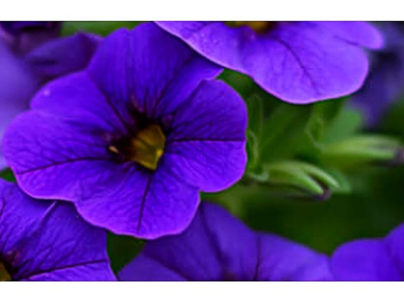 Petunia Guatemala