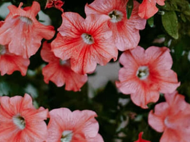 Planta Petunia Guatemala