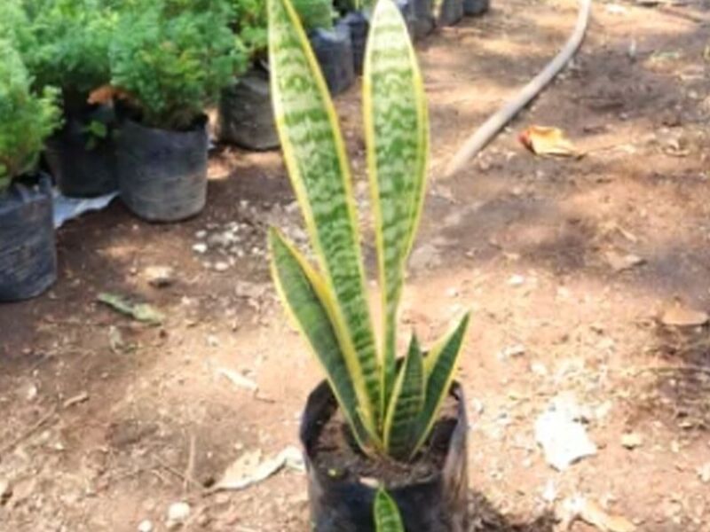 Asparagaceae Guatemala