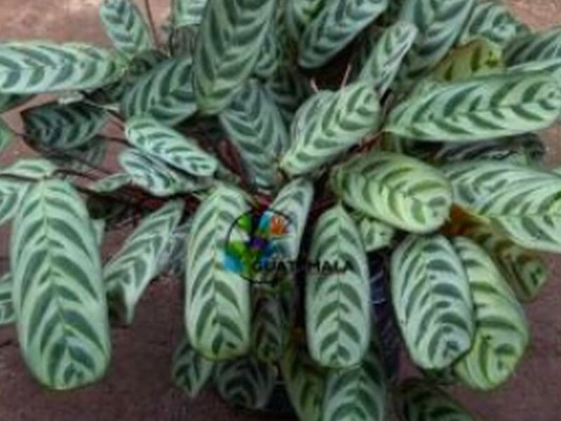 Marantaceae Guatemala