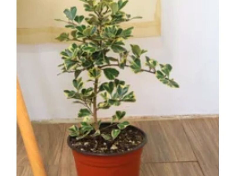 Zingiberaceae Guatemala