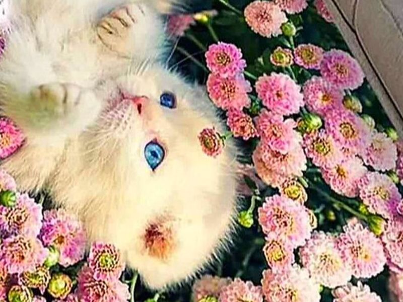 ALFOMBRA GATO  ROSAS