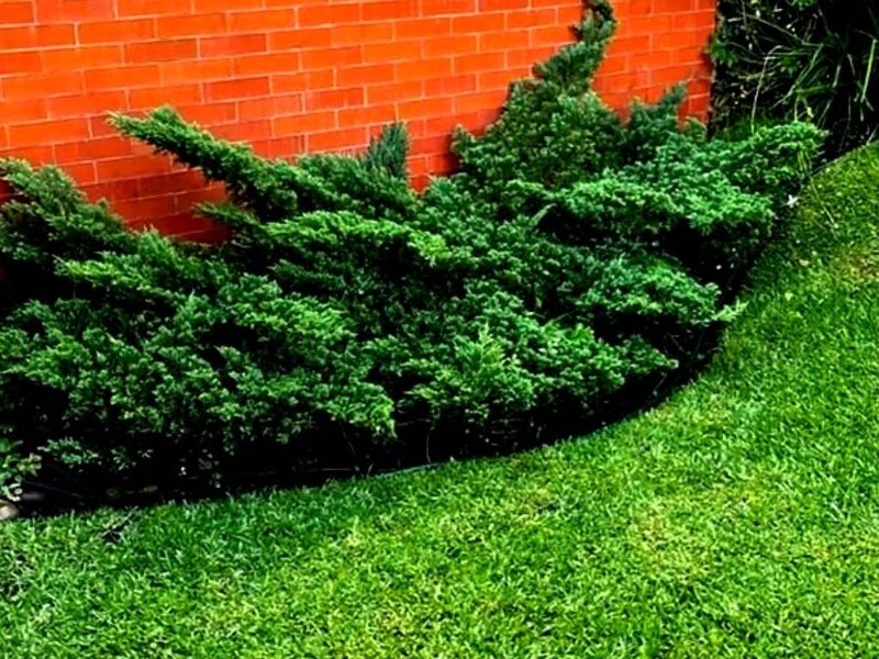Mantenimiento jardines C Guatemala