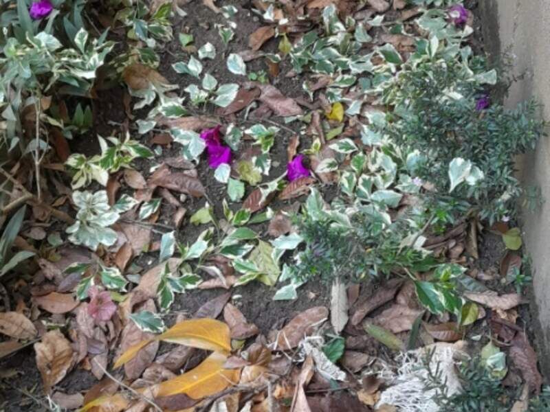 Cuidado jardín Guatemala