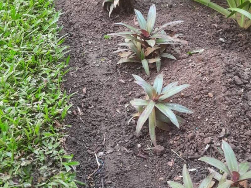 Relleno jardín Guatemala