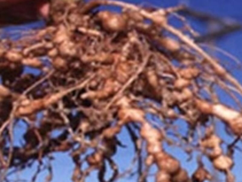 control nematodos plagas Guatemala