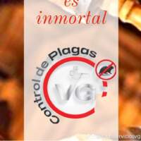 VG Control de plagas