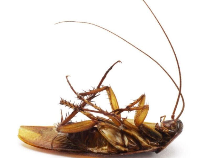 Cucarachas plaga Guatemala