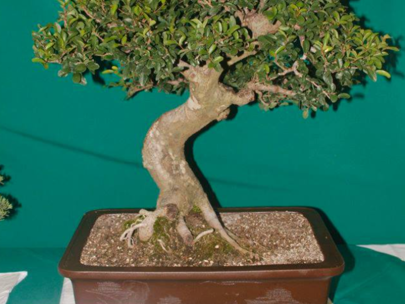 Bonsai olmo parvifolia Guatemala