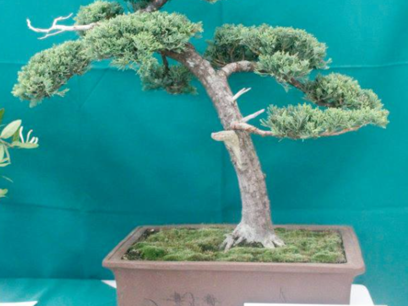 Bonsai Junipero Guatemala