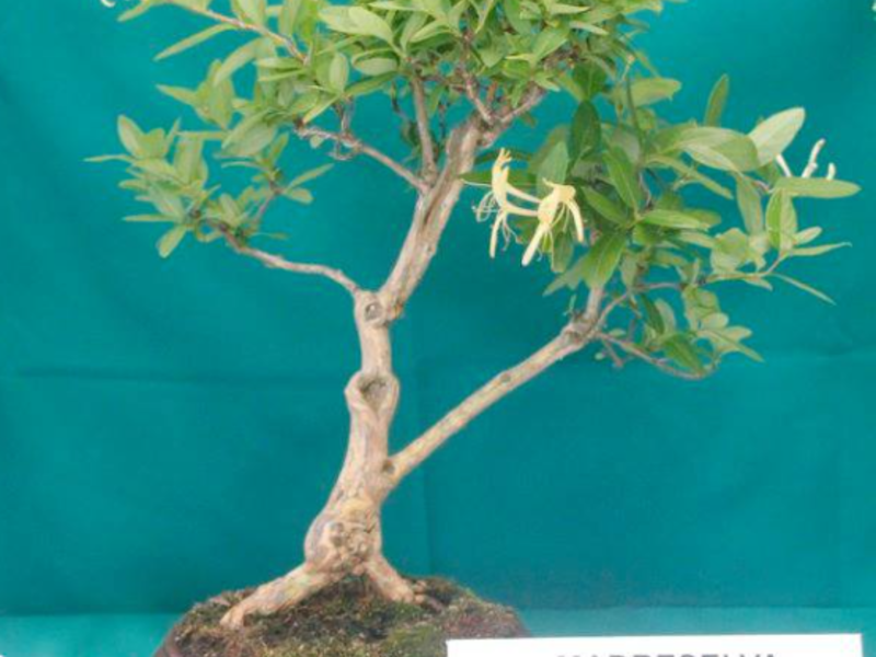 Bonsai Madreselva Guatemala