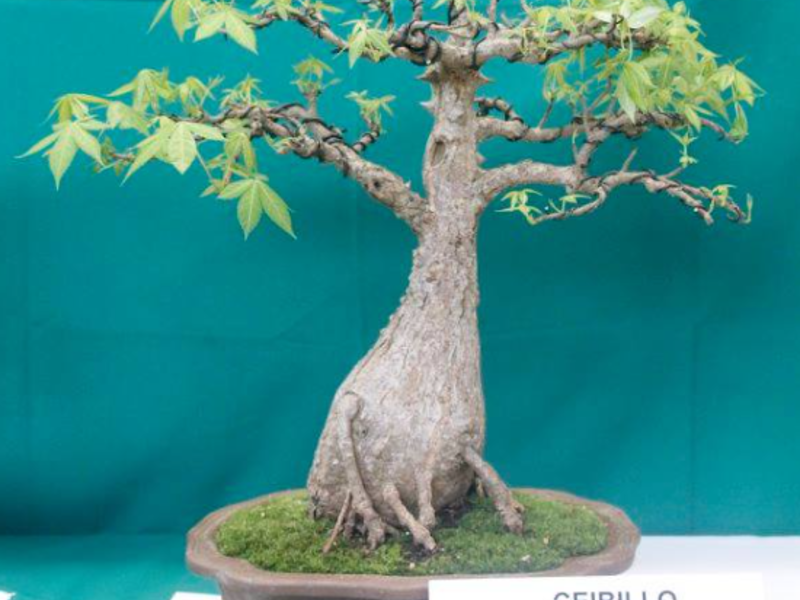 Bonsai Ceibillo Guatemala