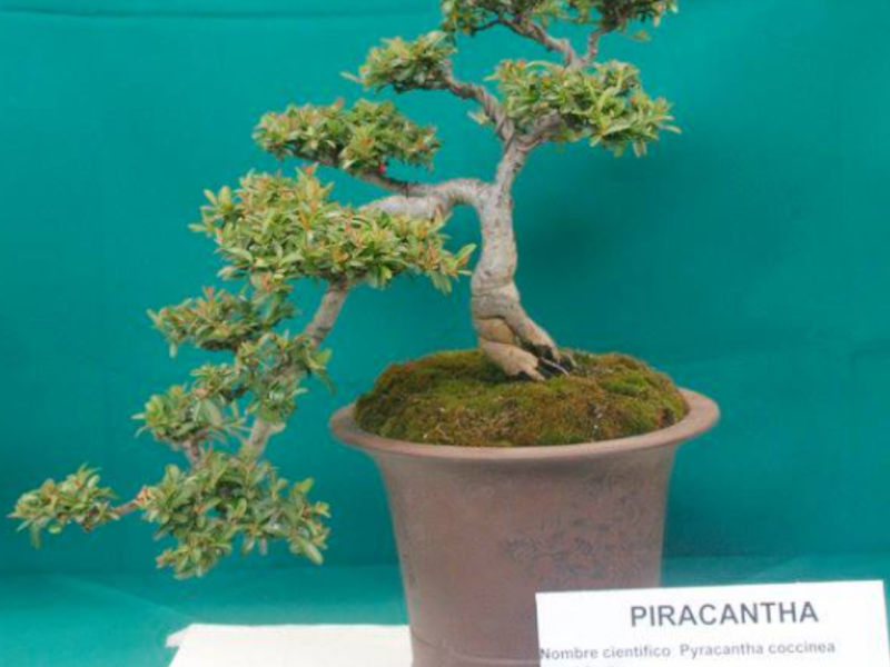 Bonsai Piracantha Guatemala