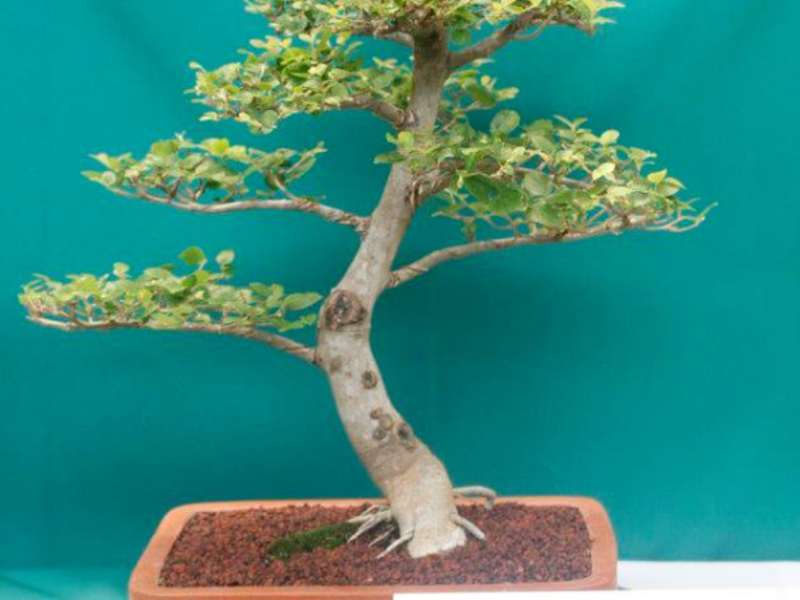 Bonsai Celtis Guatemala