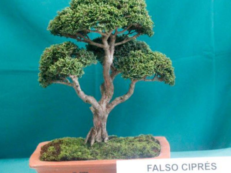 Bonsai falso ciprés Guatemala