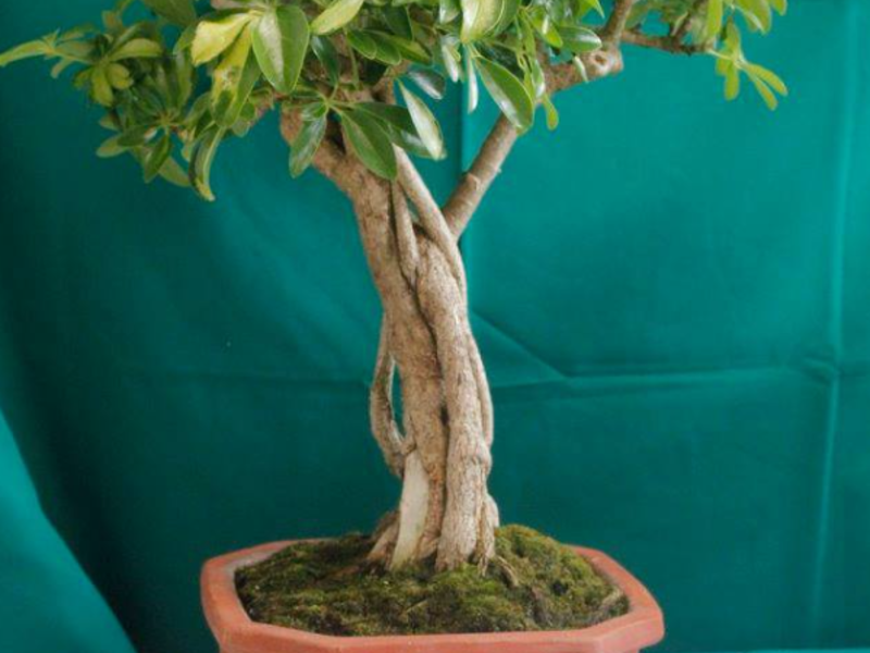 Bonsai Sheflera Guatemala