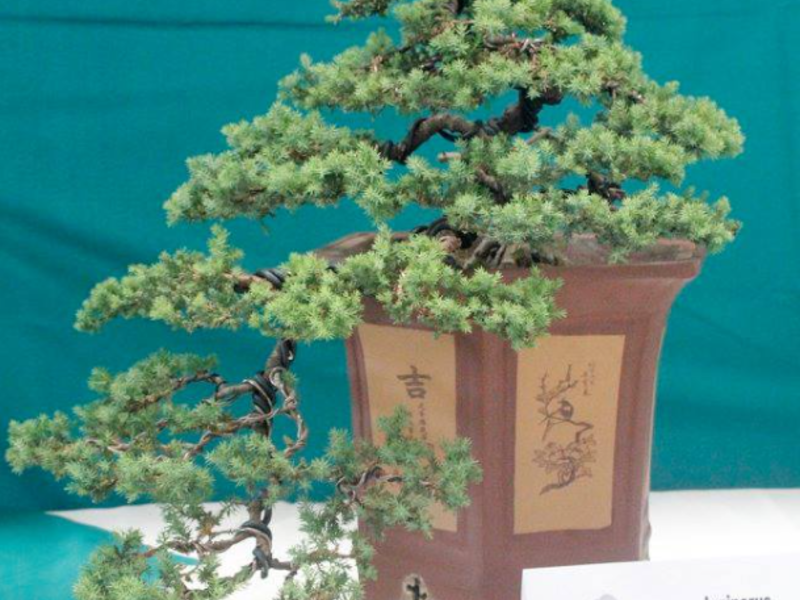 Bonsai Juniperus Procumbens Guatemala