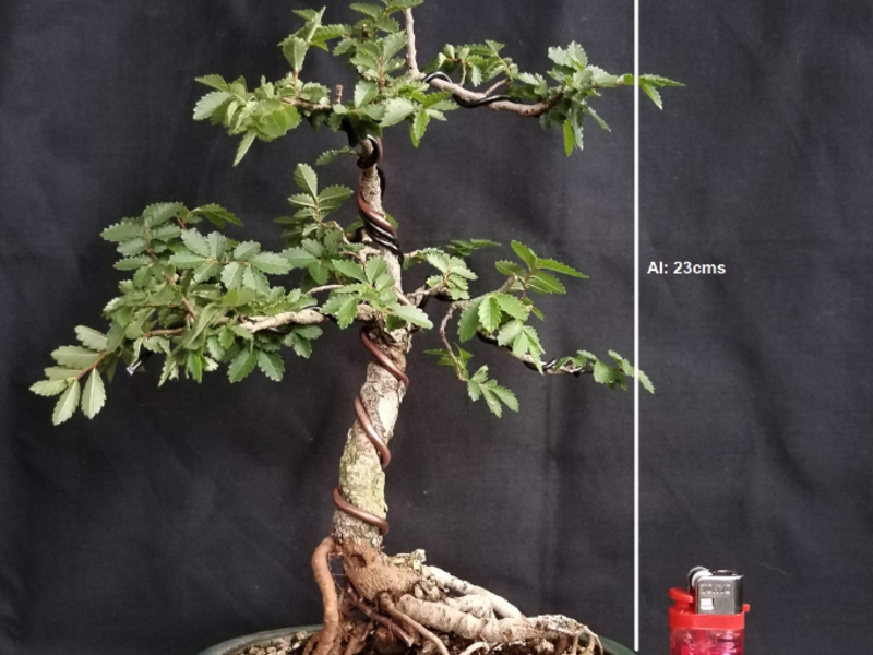 Bonsai Zenko Guatemala