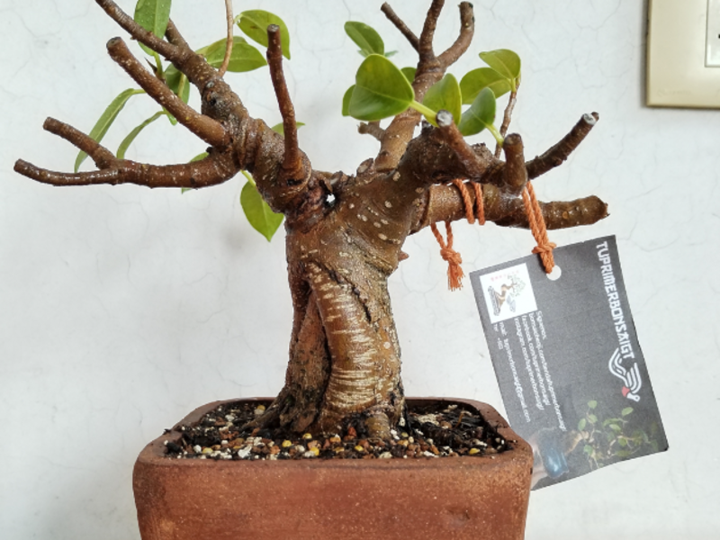 Bonsai Sakura Guatemala