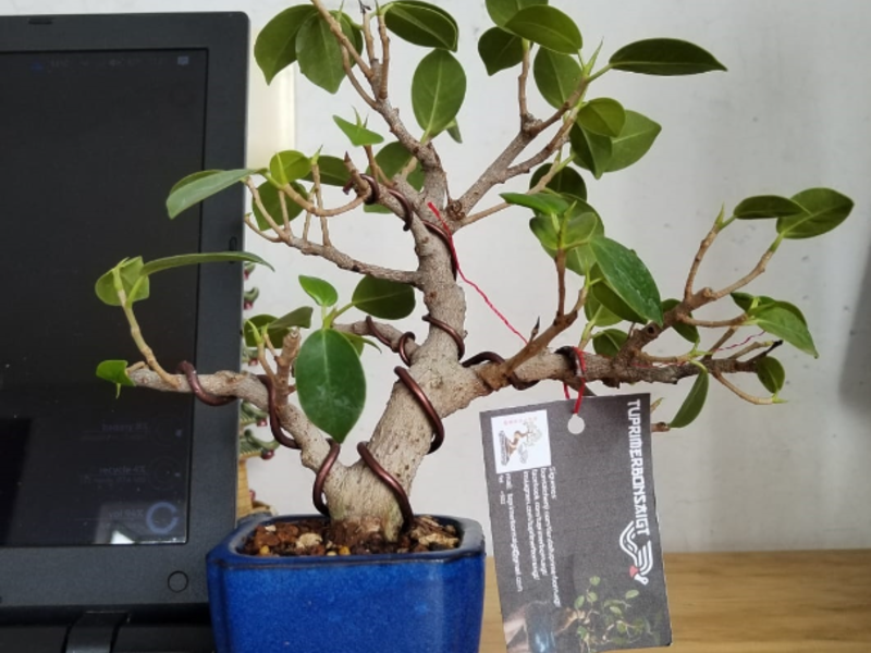 Bonsai Kaze Guatemala