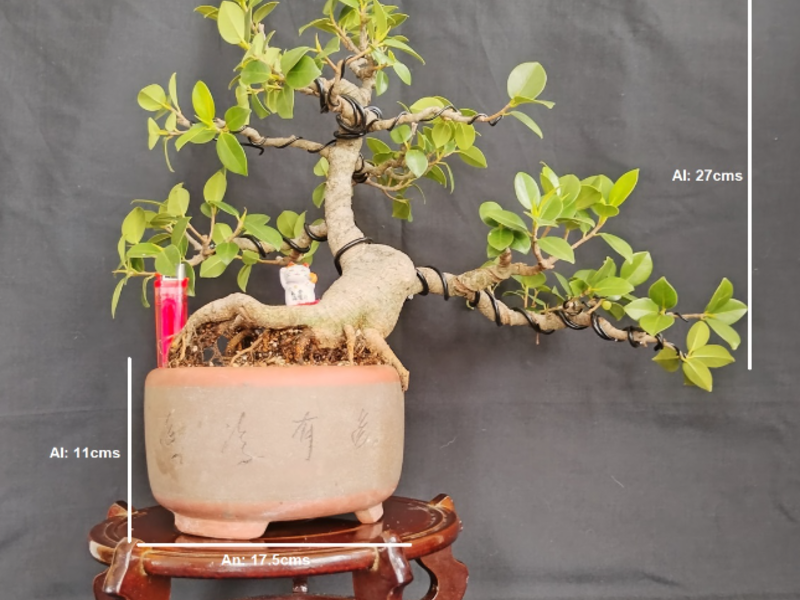 Bonsai Hikari  Guatemala